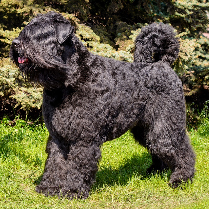 Bouvier des Flandres - Pet Blades